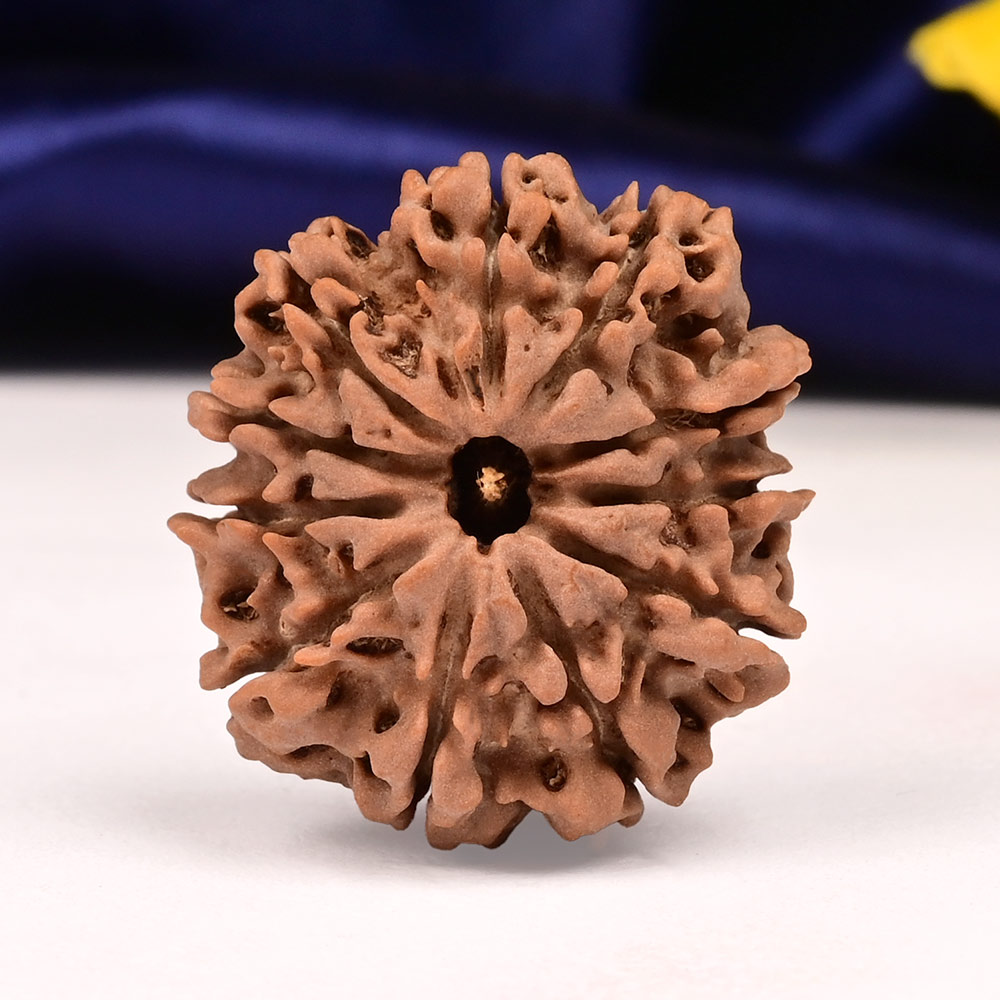 11 Mukhi from Nepal Large - LXXXVII