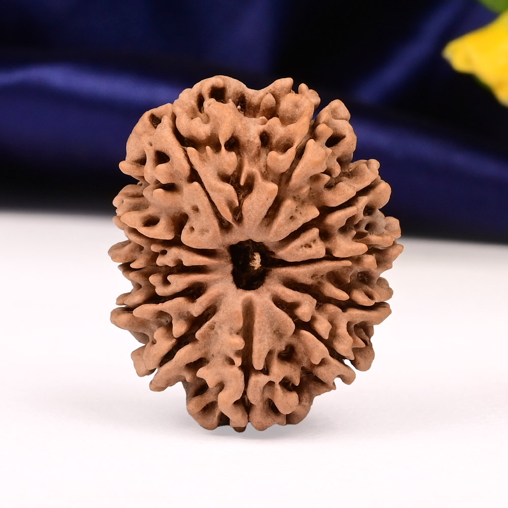 Collector  11 Mukhi from Nepal - CXLVIII