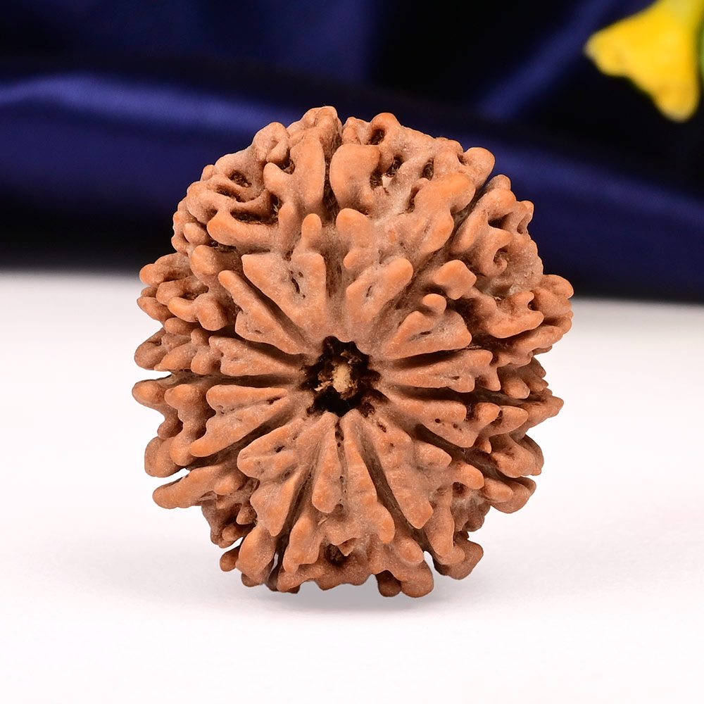 Collector 11 Mukhi from Nepal - CXLIX