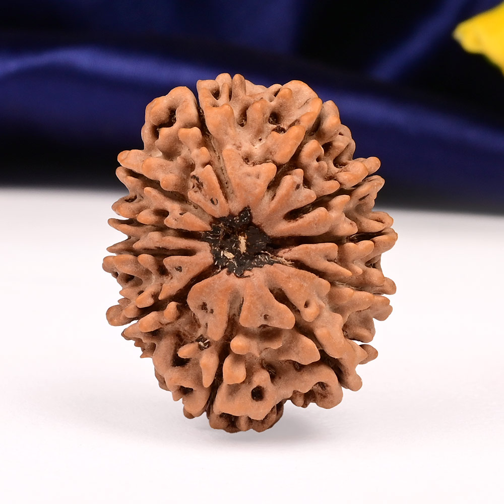 Collector  11 Mukhi from Nepal - CL