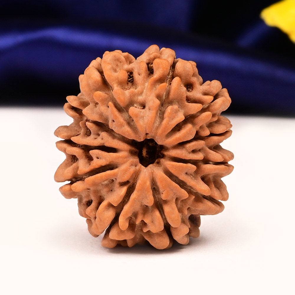 Collector  11 Mukhi from Nepal - CLI