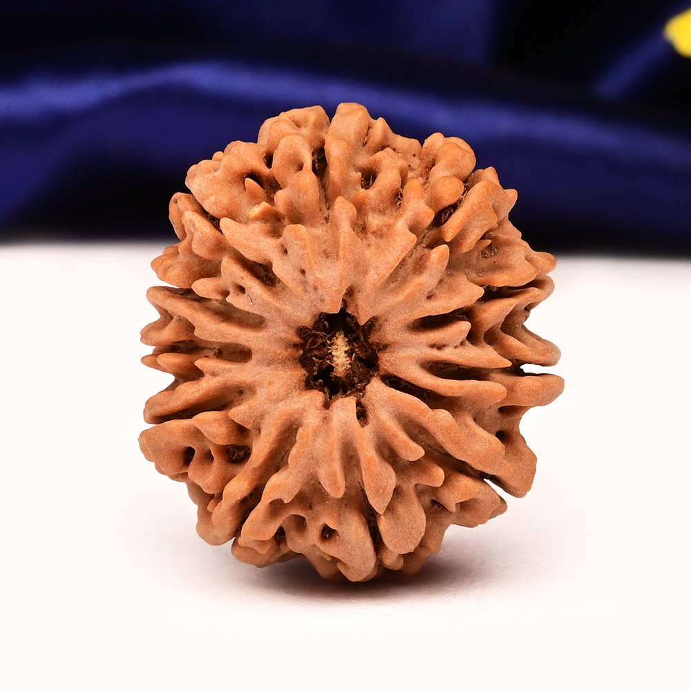 Collector 11 Mukhi from Nepal - CLII