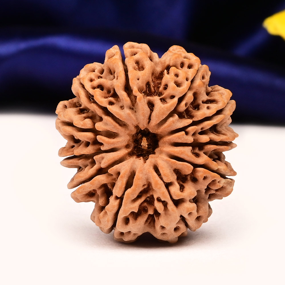 Collector  11 Mukhi from Nepal - CLIII