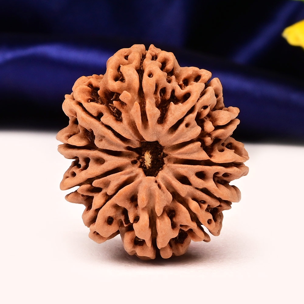 Collector  11 Mukhi from Nepal - CLIV