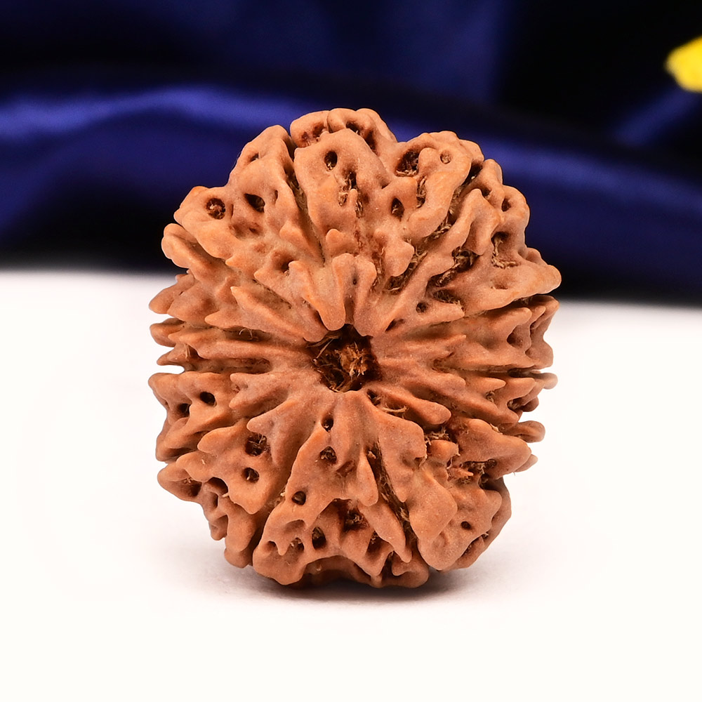 Collector  11 Mukhi from Nepal - CLV