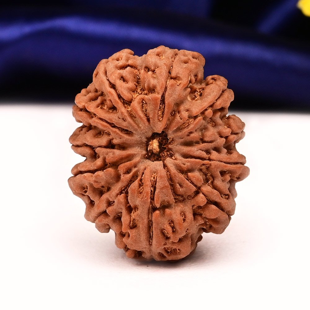 Collector  11 Mukhi from Nepal - CLVI