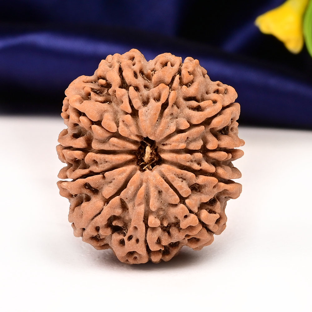 Collector 11 Mukhi from Nepal - CLVII