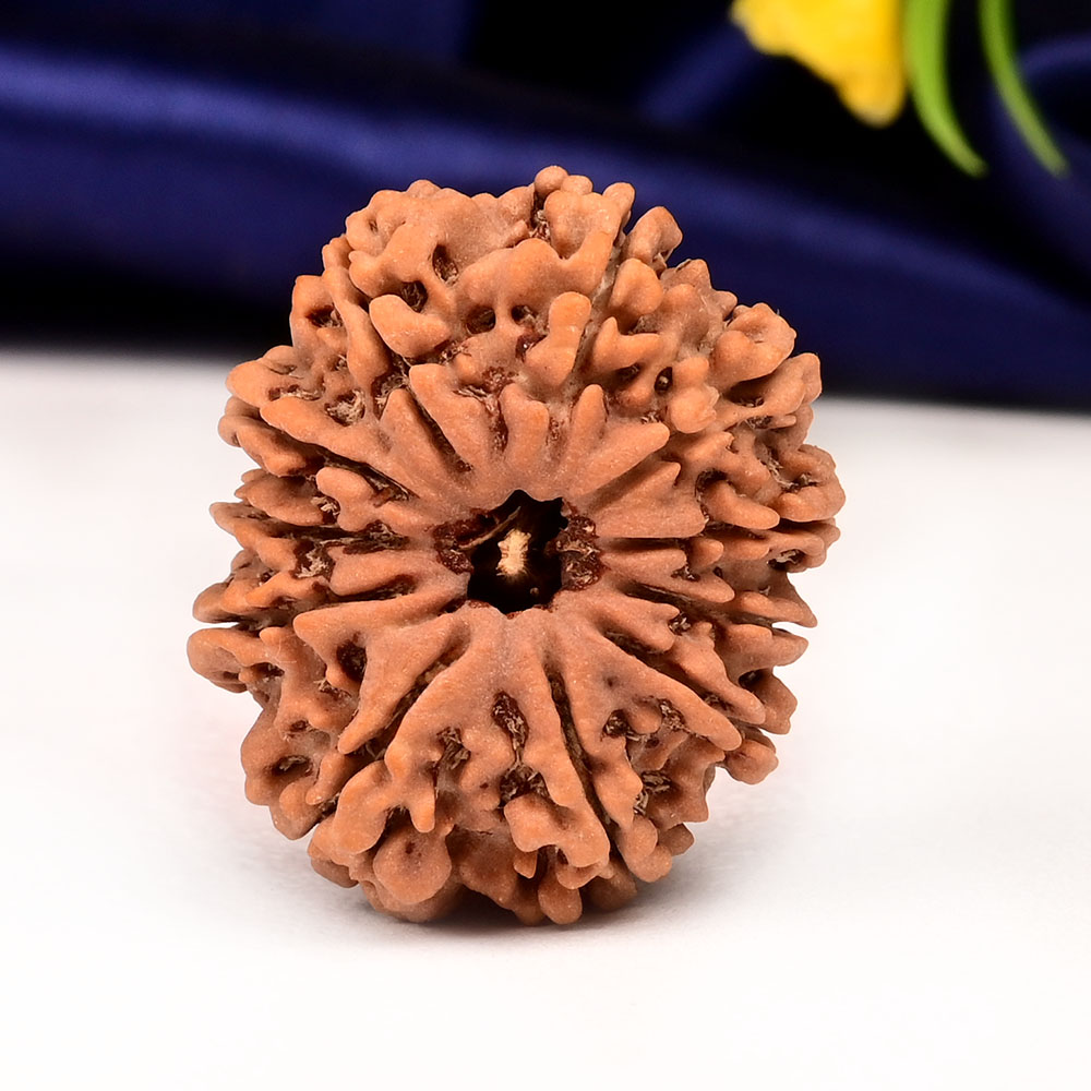 Collector  11 Mukhi from Nepal - CLVIII