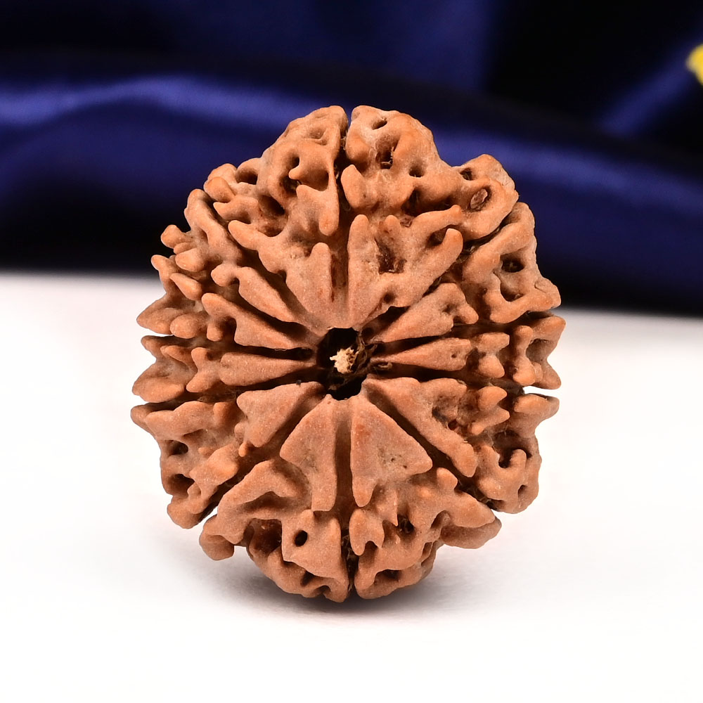 Collector  11 Mukhi from Nepal - CLIX