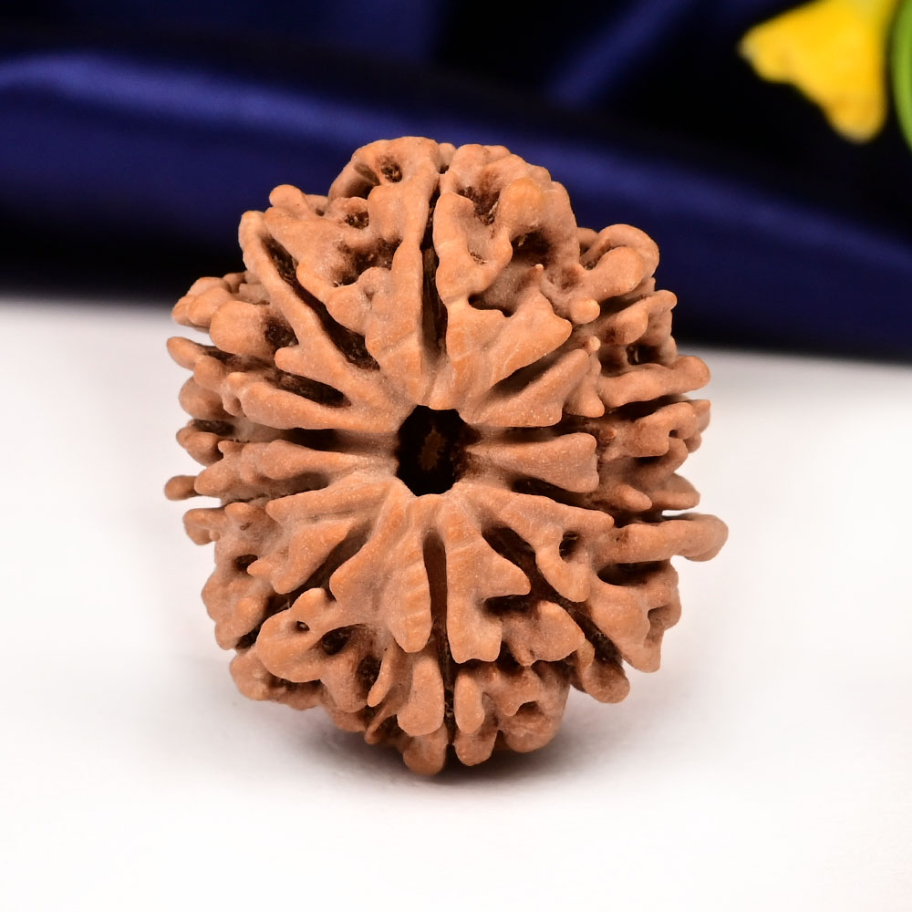 Collector 11 Mukhi from Nepal - CLX