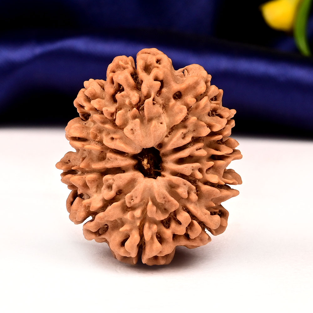 Collector 11 Mukhi from Nepal - CLXII