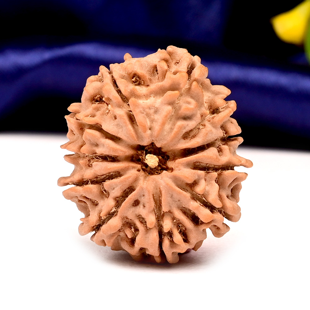 Collector  11 Mukhi from Nepal - CLXIII