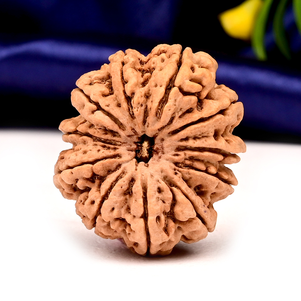 Collector  11 Mukhi from Nepal - CLXIV