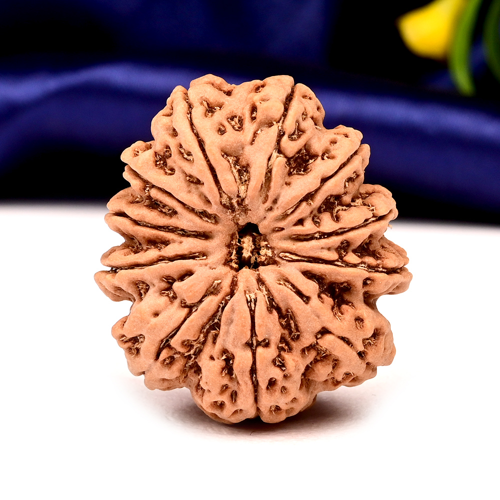 Collector 11 Mukhi from Nepal - CLXV