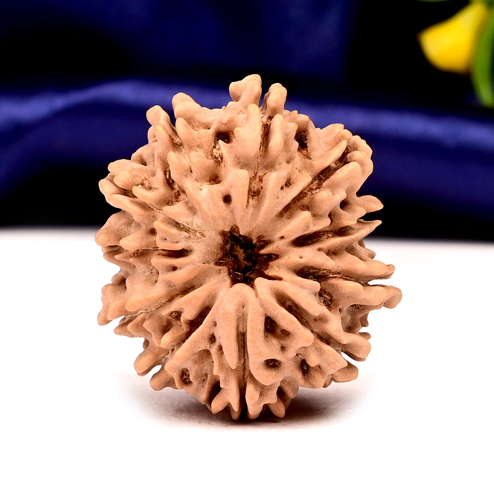 Collector 11 Mukhi from Nepal - CLXVI