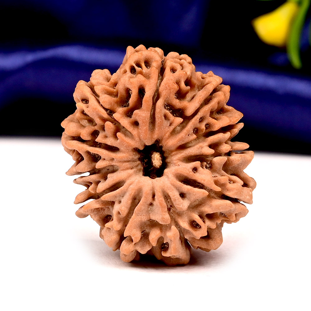 Collector  11 Mukhi from Nepal - CLXVII