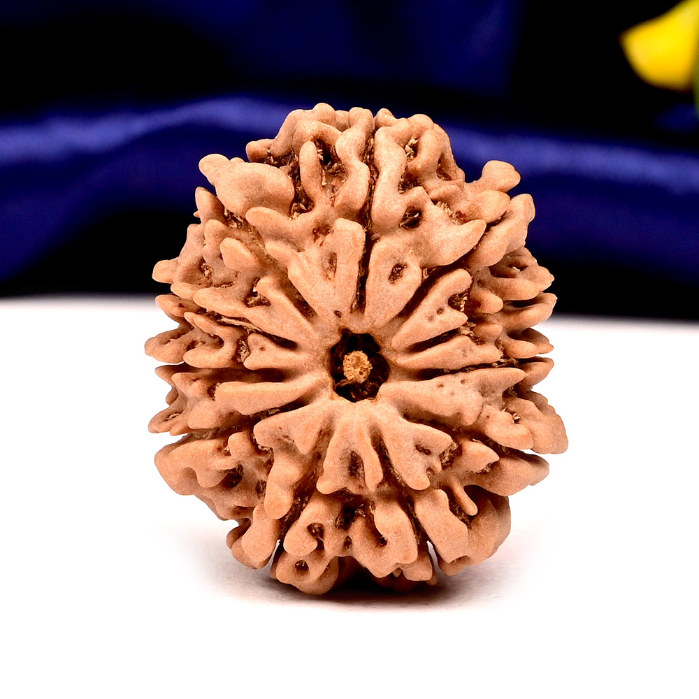 Collector  11 Mukhi from Nepal - CLXVIII