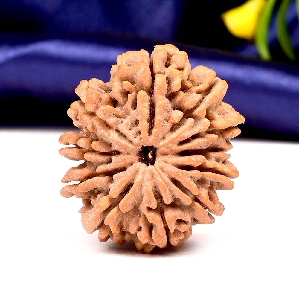 Collector  11 Mukhi from Nepal - CLXIX