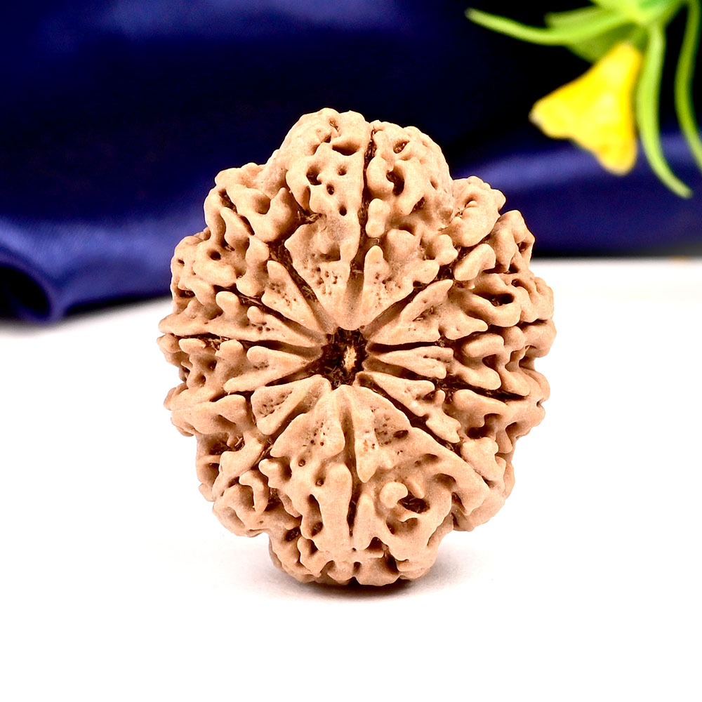 Collector  11 Mukhi from Nepal - CLXX