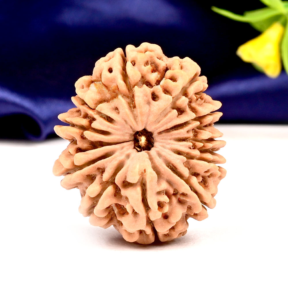 Collector  11 Mukhi from Nepal - CLXXI