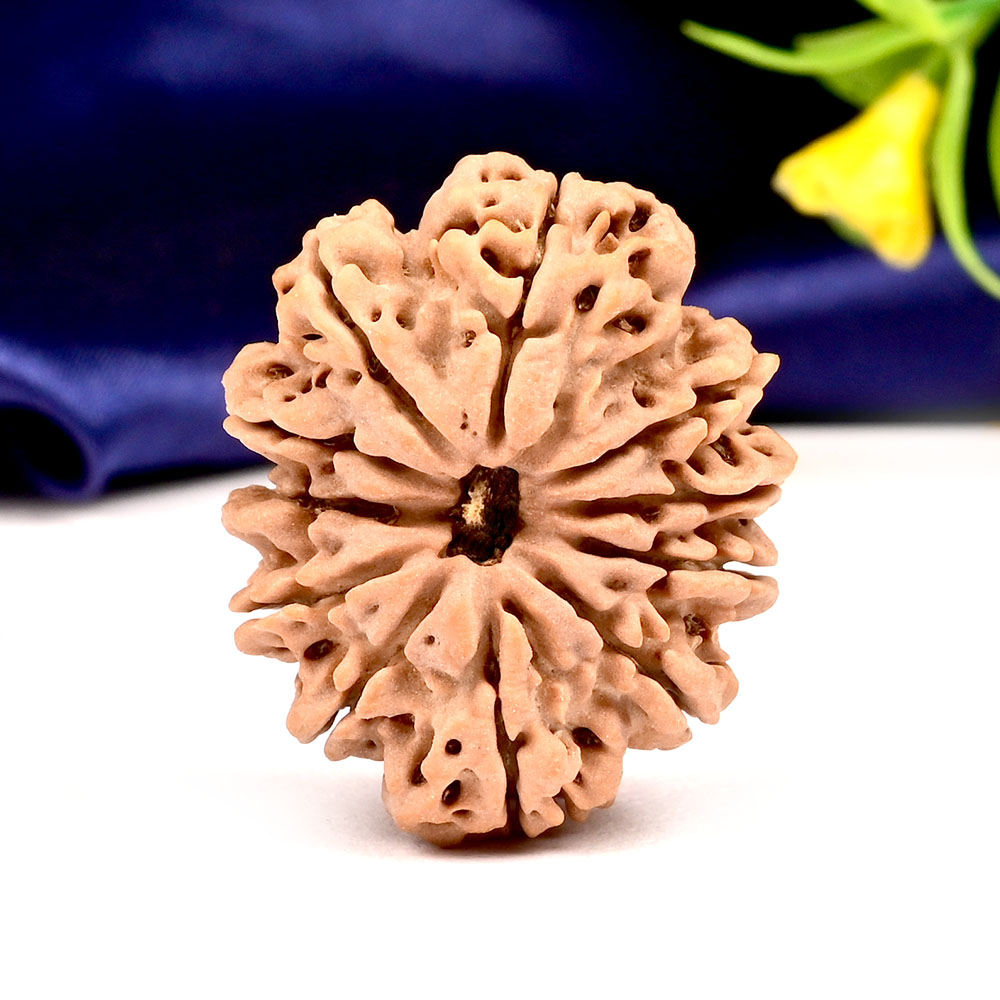 Collector  11 Mukhi from Nepal - CLXXII
