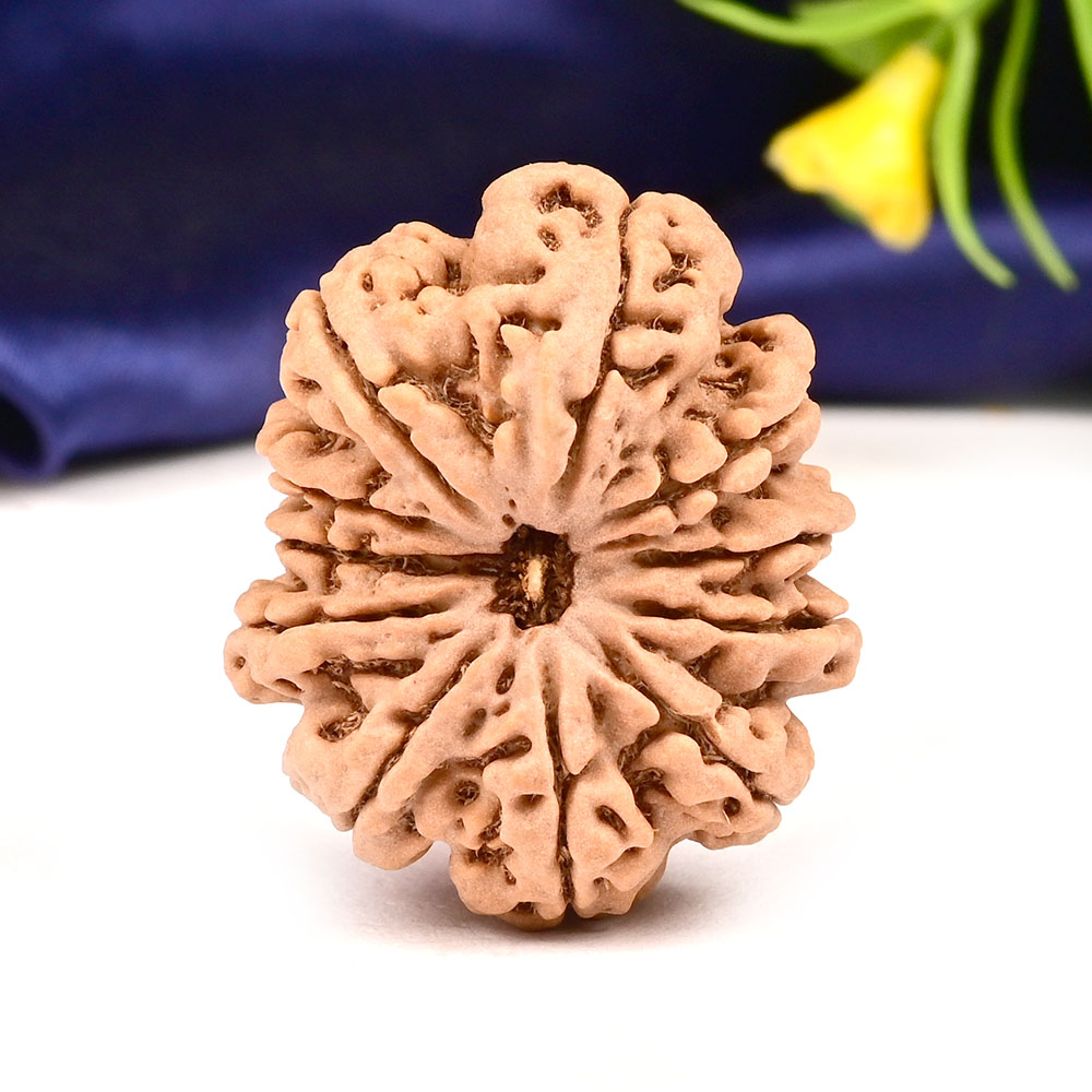 Collector  11 Mukhi from Nepal - CLXXIII