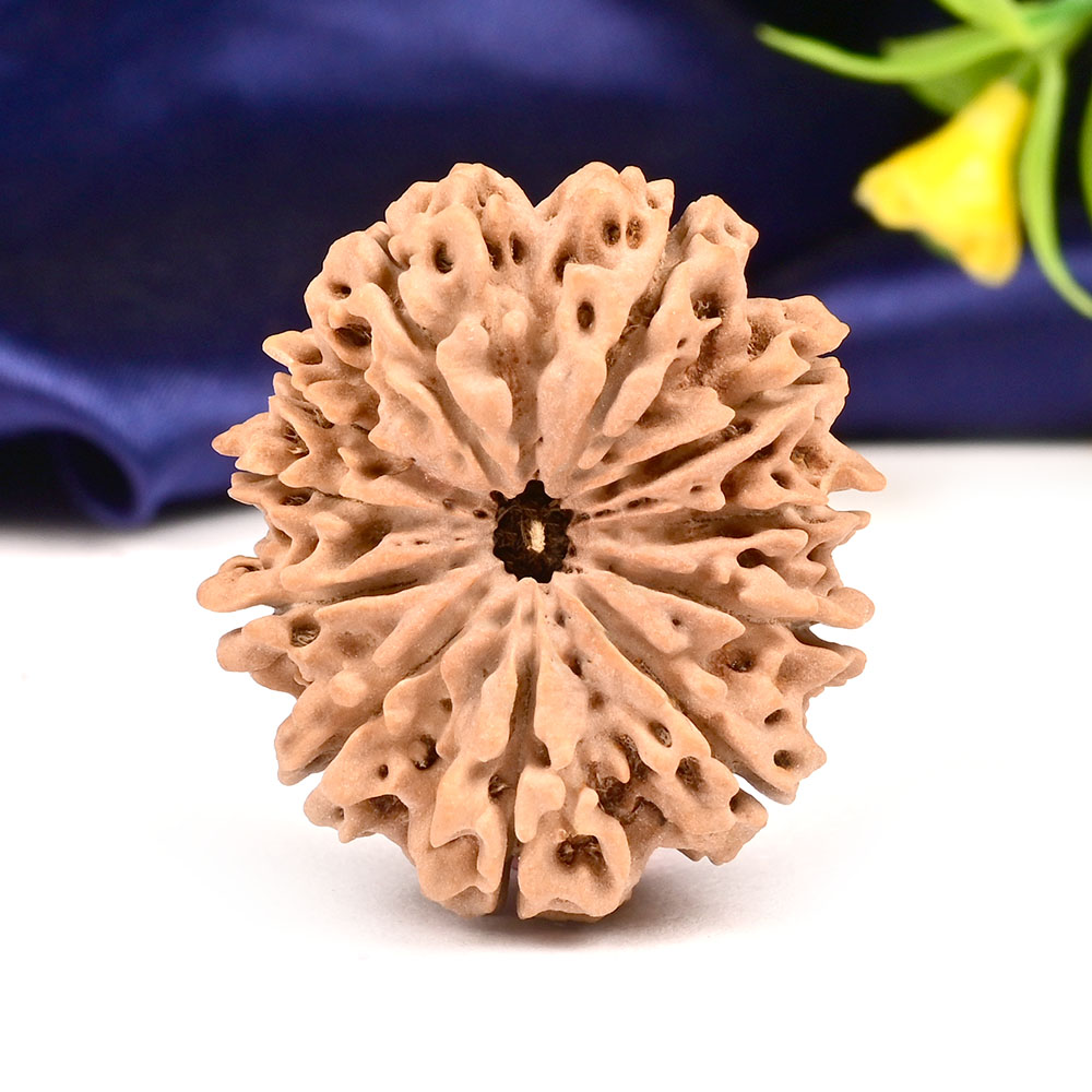 Collector  11 Mukhi from Nepal - CLXXIV