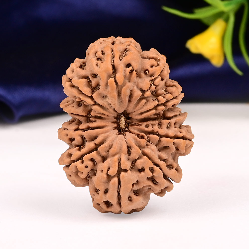 Collector 11 Mukhi from Nepal - CLXXV