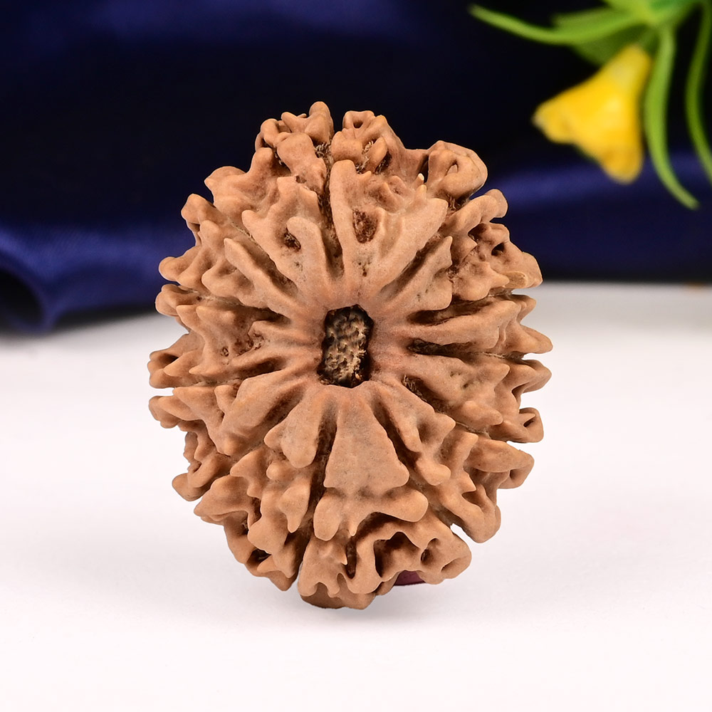 Collector  11 Mukhi from Nepal - CLXXVI