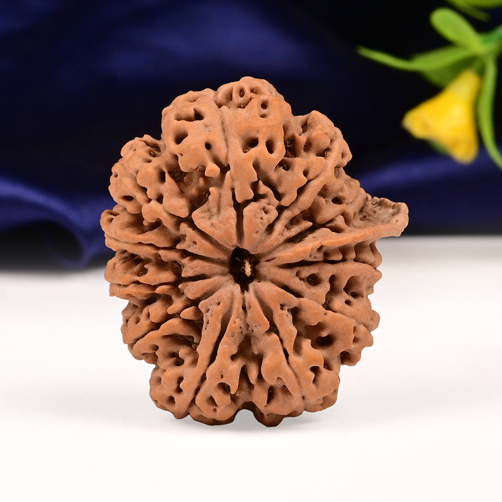 Collector Ganesh Rudraksha 11 Mukhi from Nepal - I