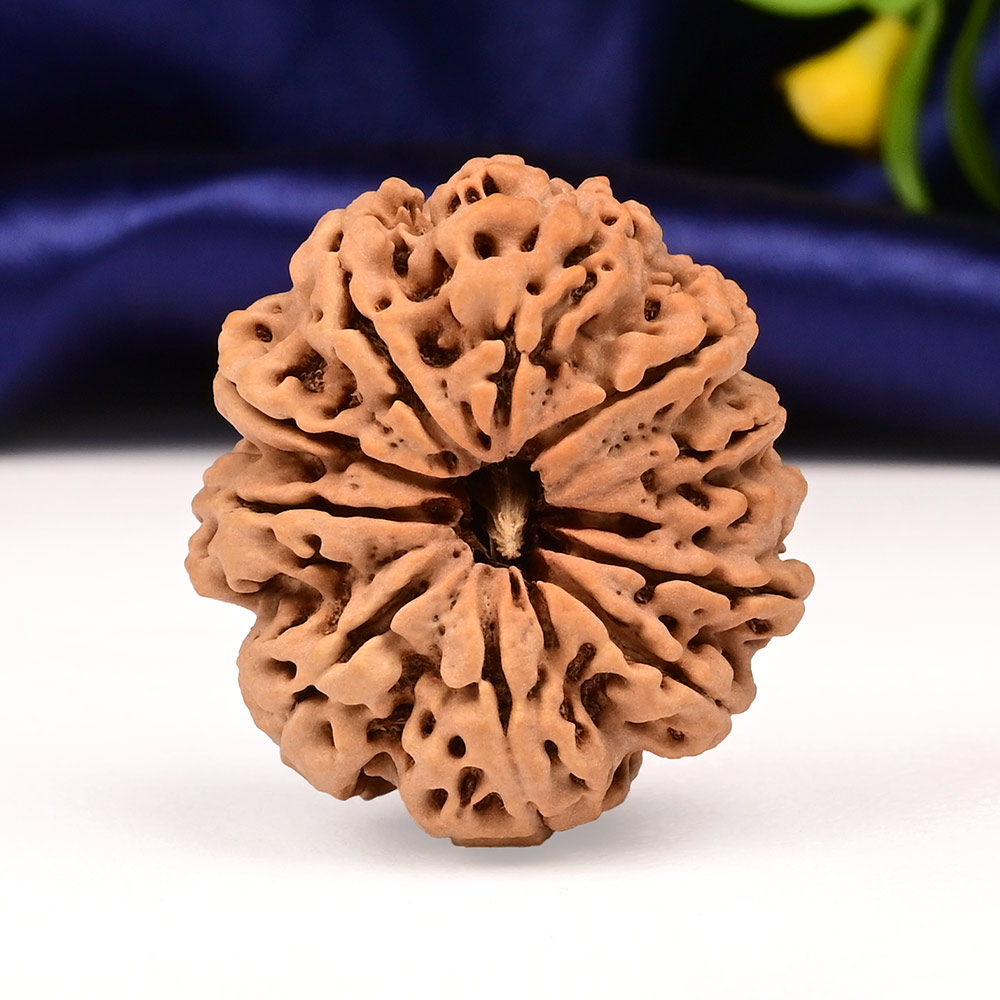 Collector  11 Mukhi from Nepal - CLXXVIII