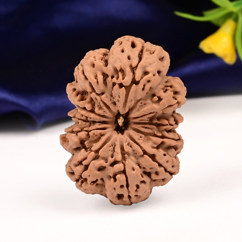 Collector  11 Mukhi from Nepal - CLXXIX