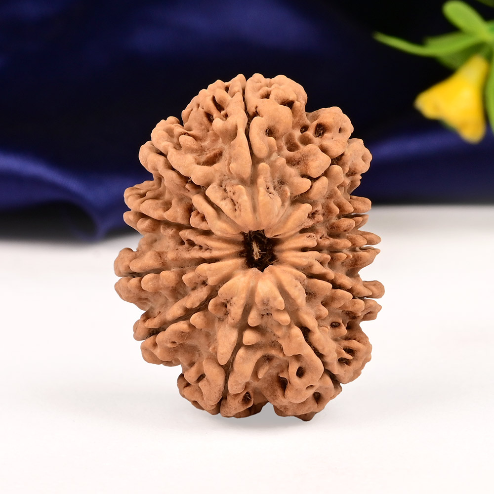 Collector  11 Mukhi from Nepal - CLXXX