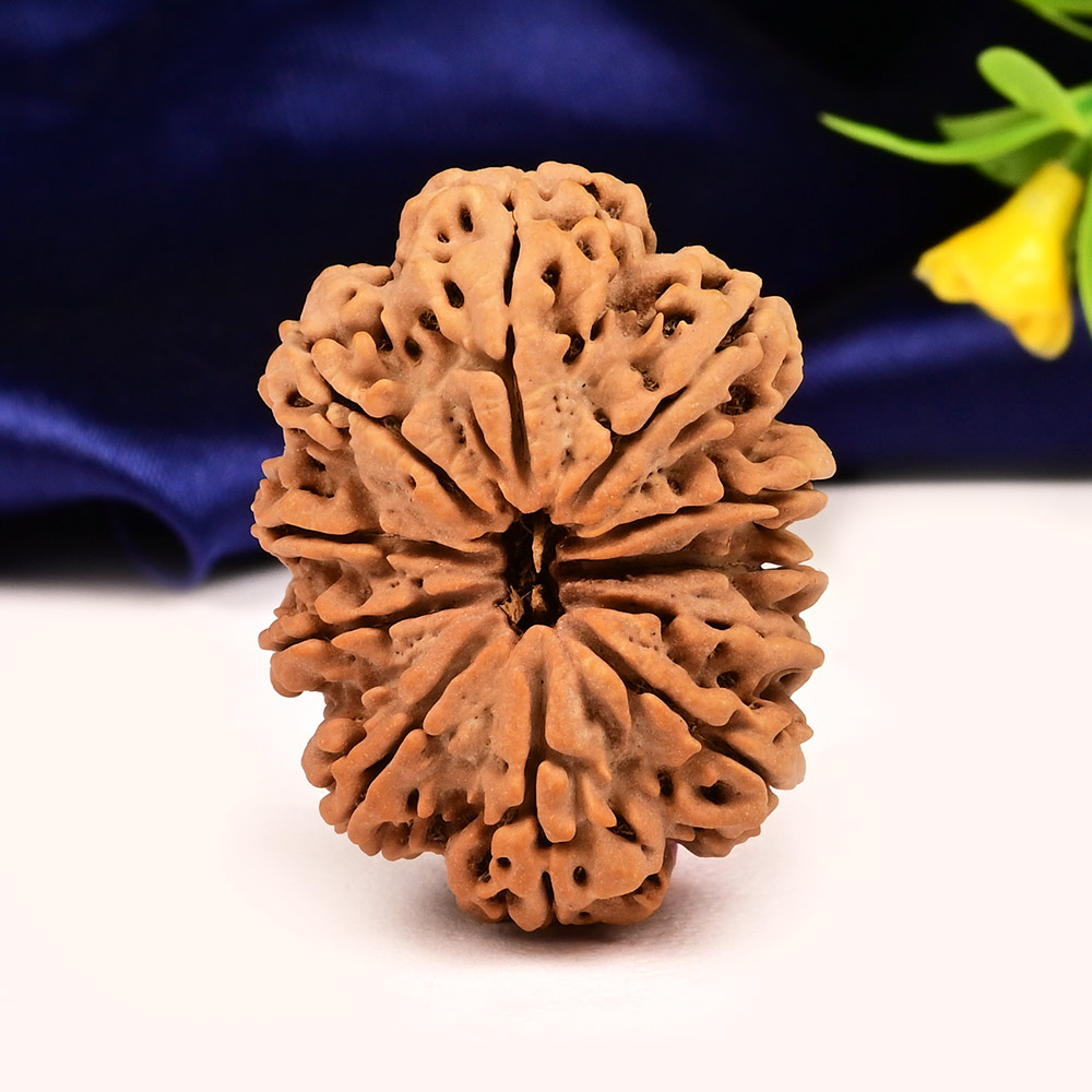 Super Collector 11 Mukhi from Nepal - XXXII