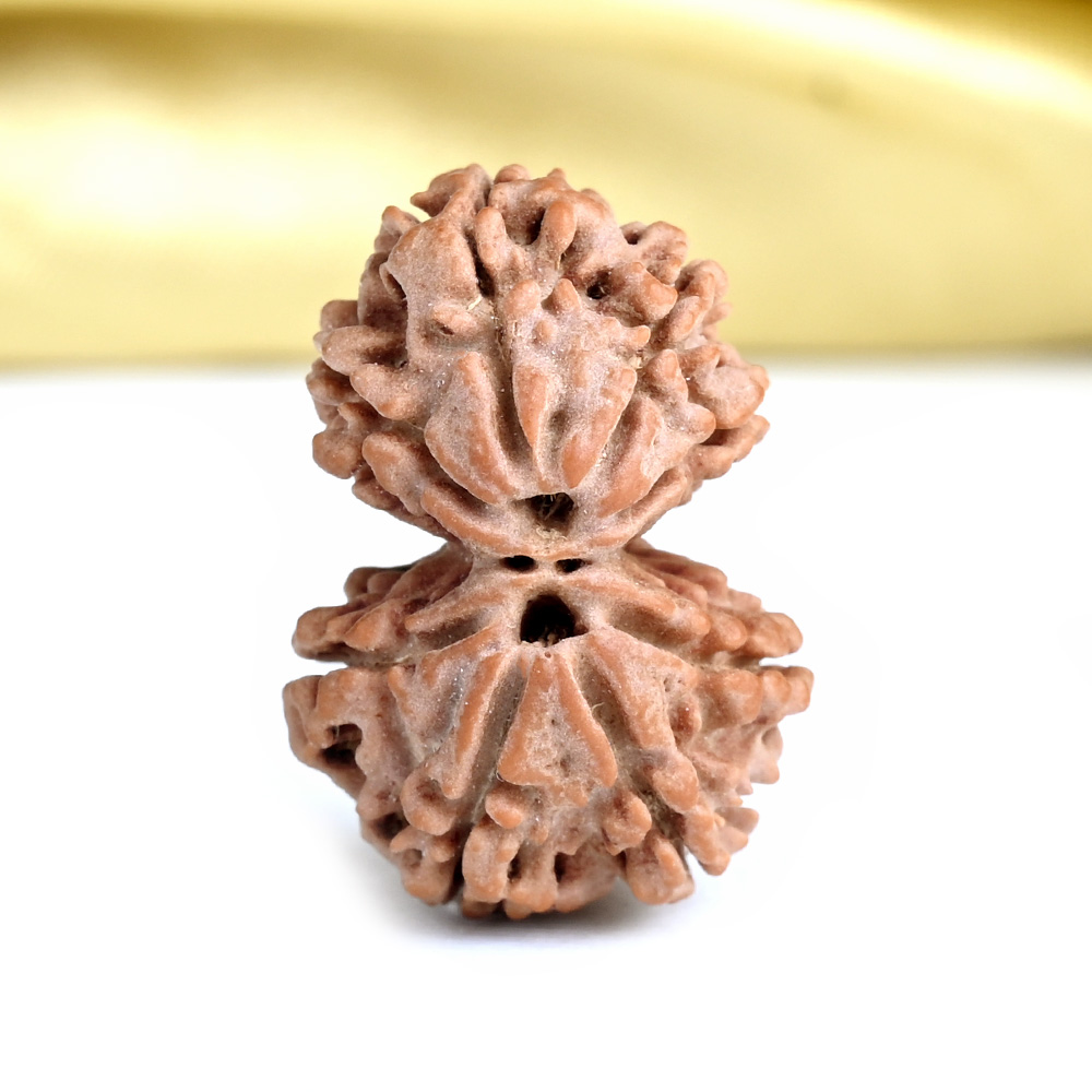 Gauri Shankar 8 Mukhi from Nepal Small - I