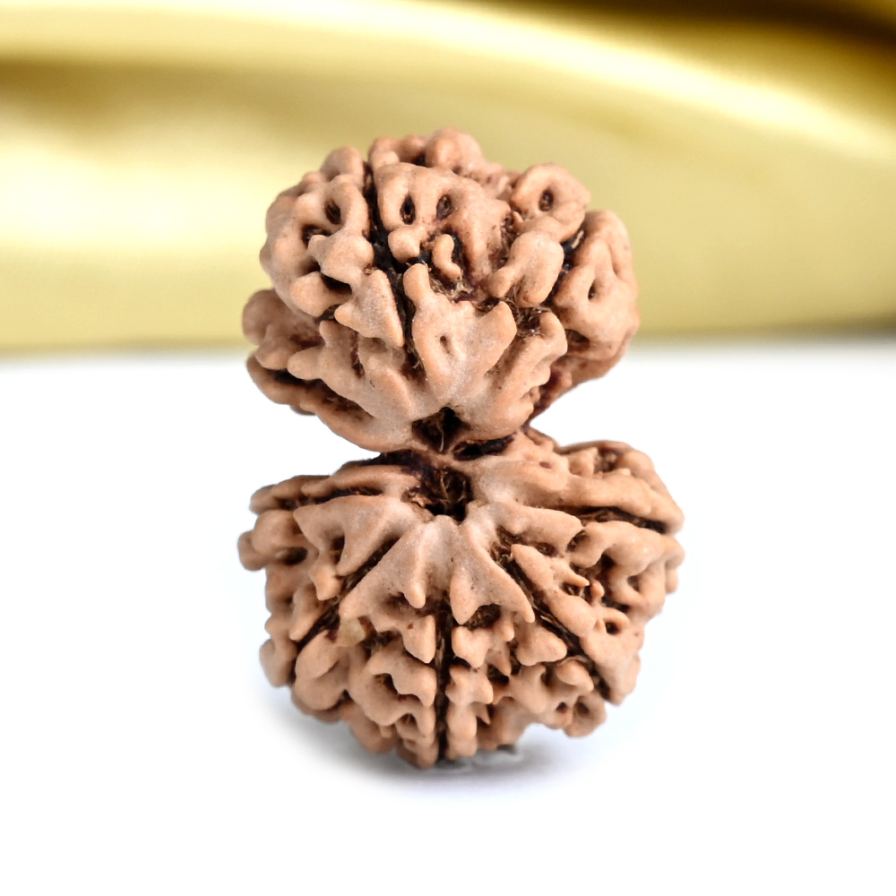 Gauri Shankar 8 Mukhi from Nepal Small - II