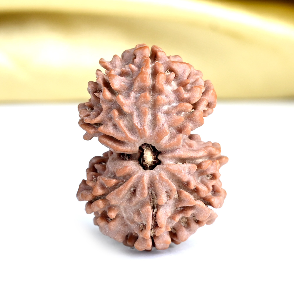 Gauri Shankar 8 Mukhi from Nepal Small - III