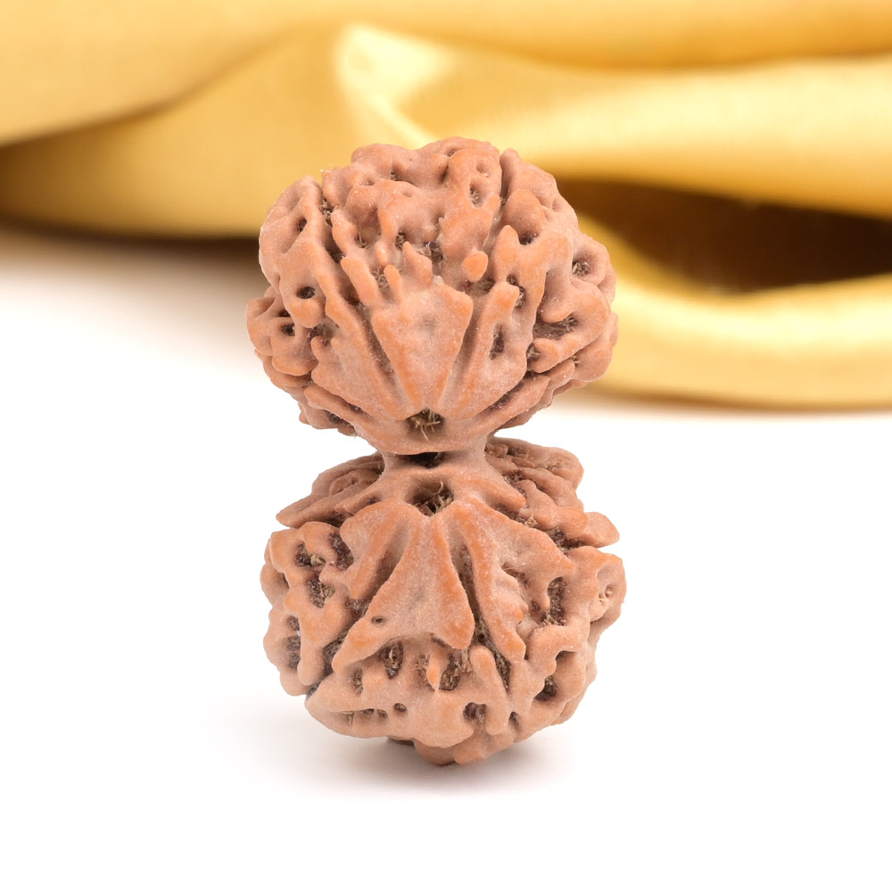 Gauri Shankar 8 Mukhi from Nepal - IV