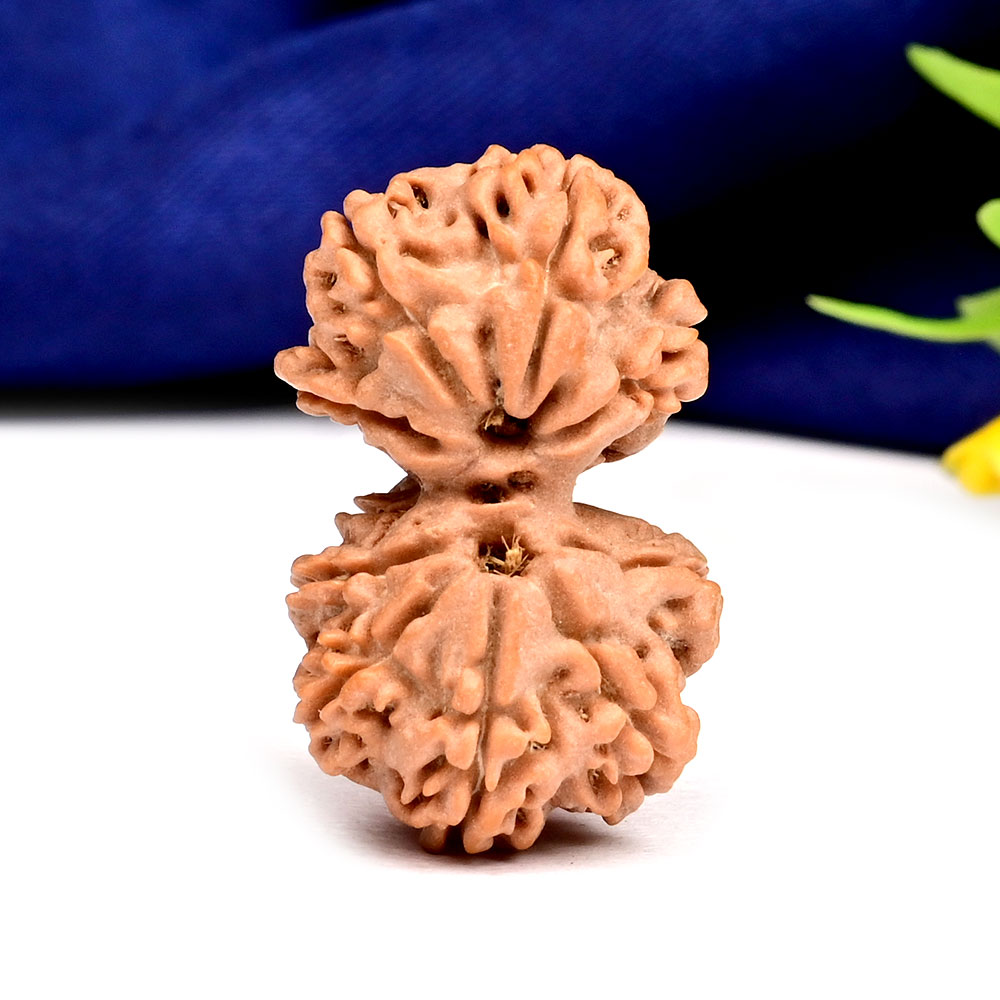 Gauri Shankar 9 Mukhi from Nepal - XL