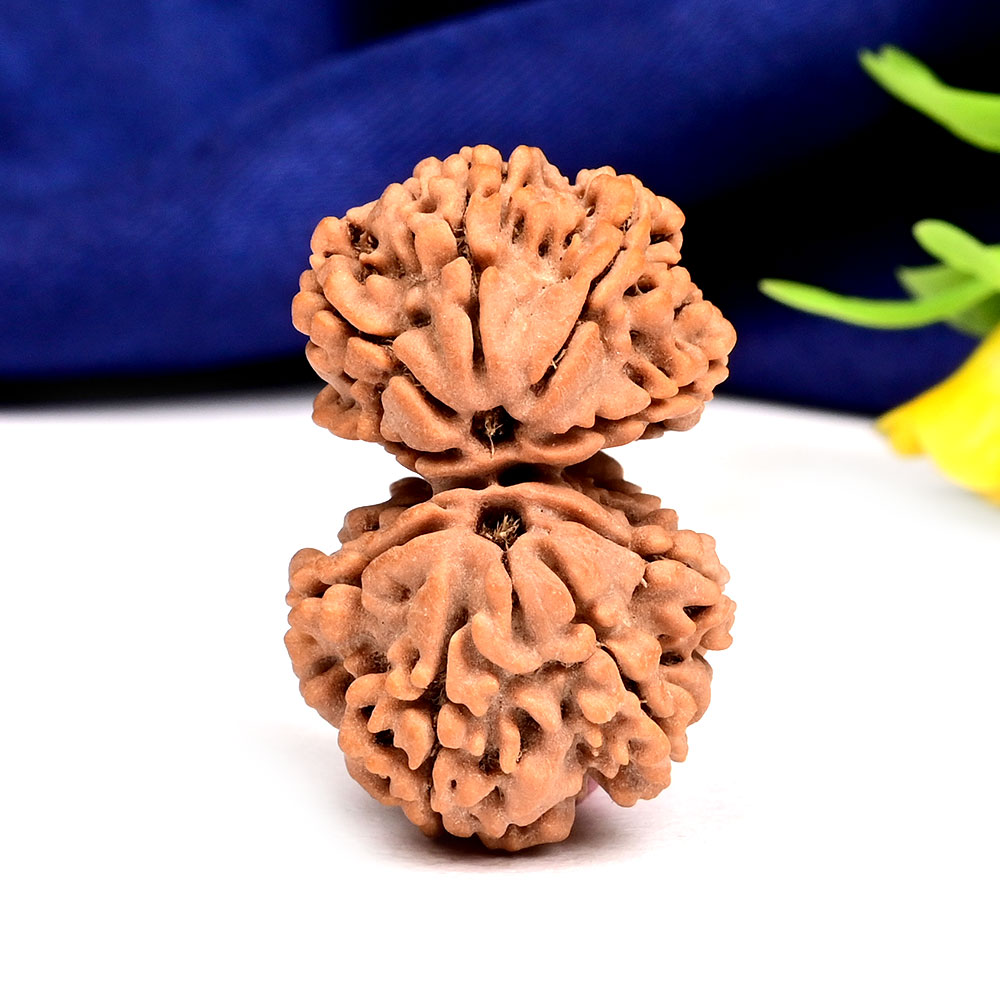 Gauri Shankar 9 Mukhi Large from Nepal - VIII