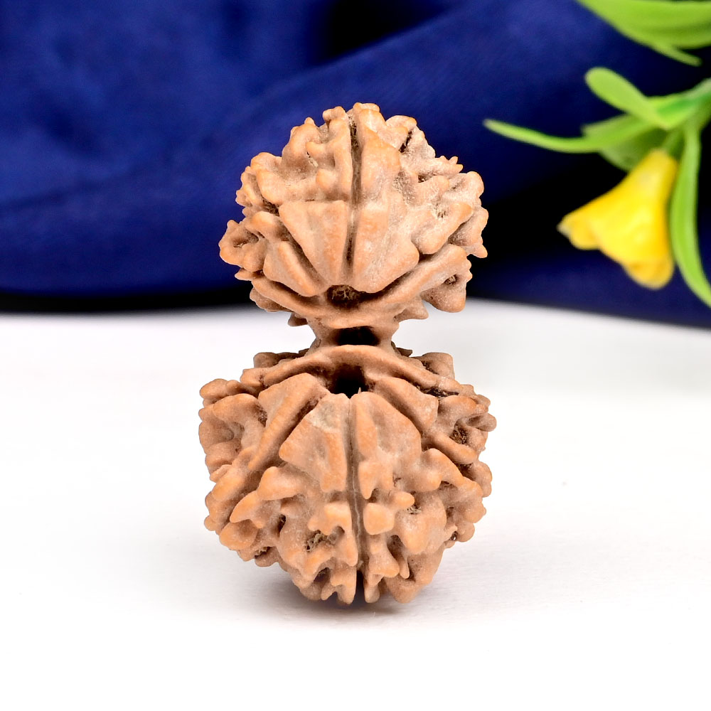 Gauri Shankar 9 Mukhi Large from Nepal - IX