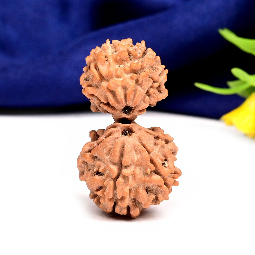 Gauri Shankar 9 Mukhi Large from Nepal - X