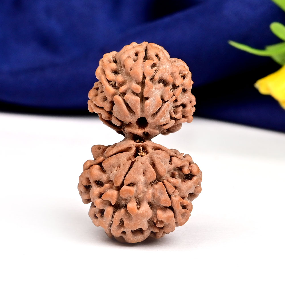 Gauri Shankar 9 Mukhi Large from Nepal - XI