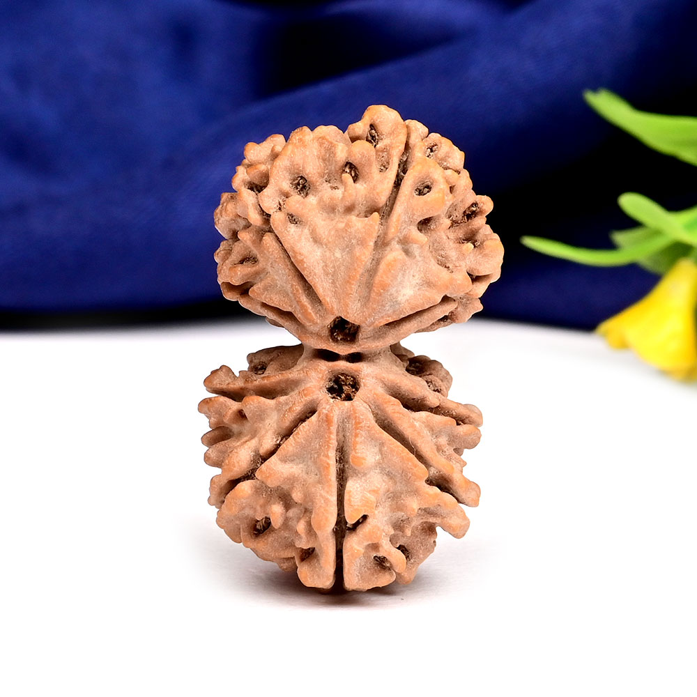 Gauri Shankar 9 Mukhi Large from Nepal - XIV