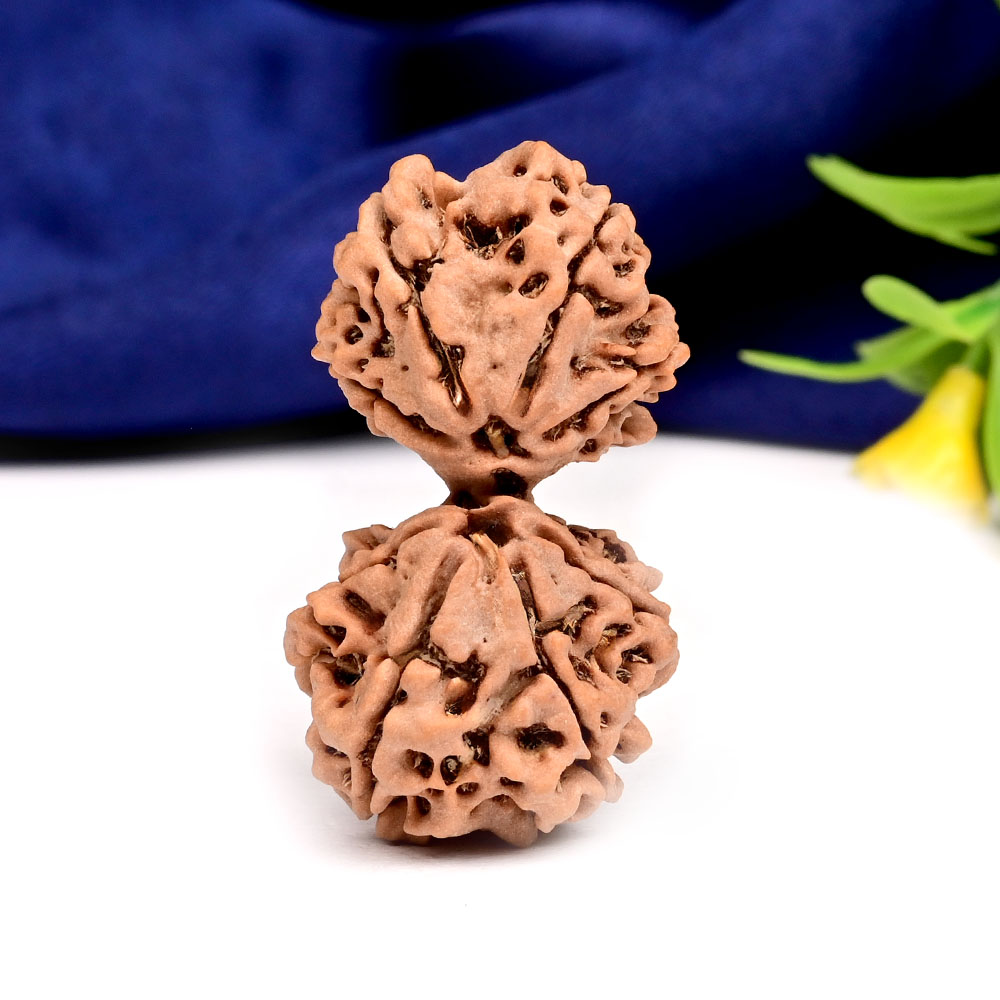 Gauri Shankar 9 Mukhi Large from Nepal - XVI