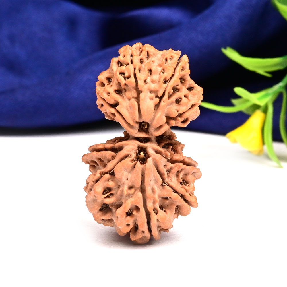 Gauri Shankar 9 Mukhi Large from Nepal - XVII