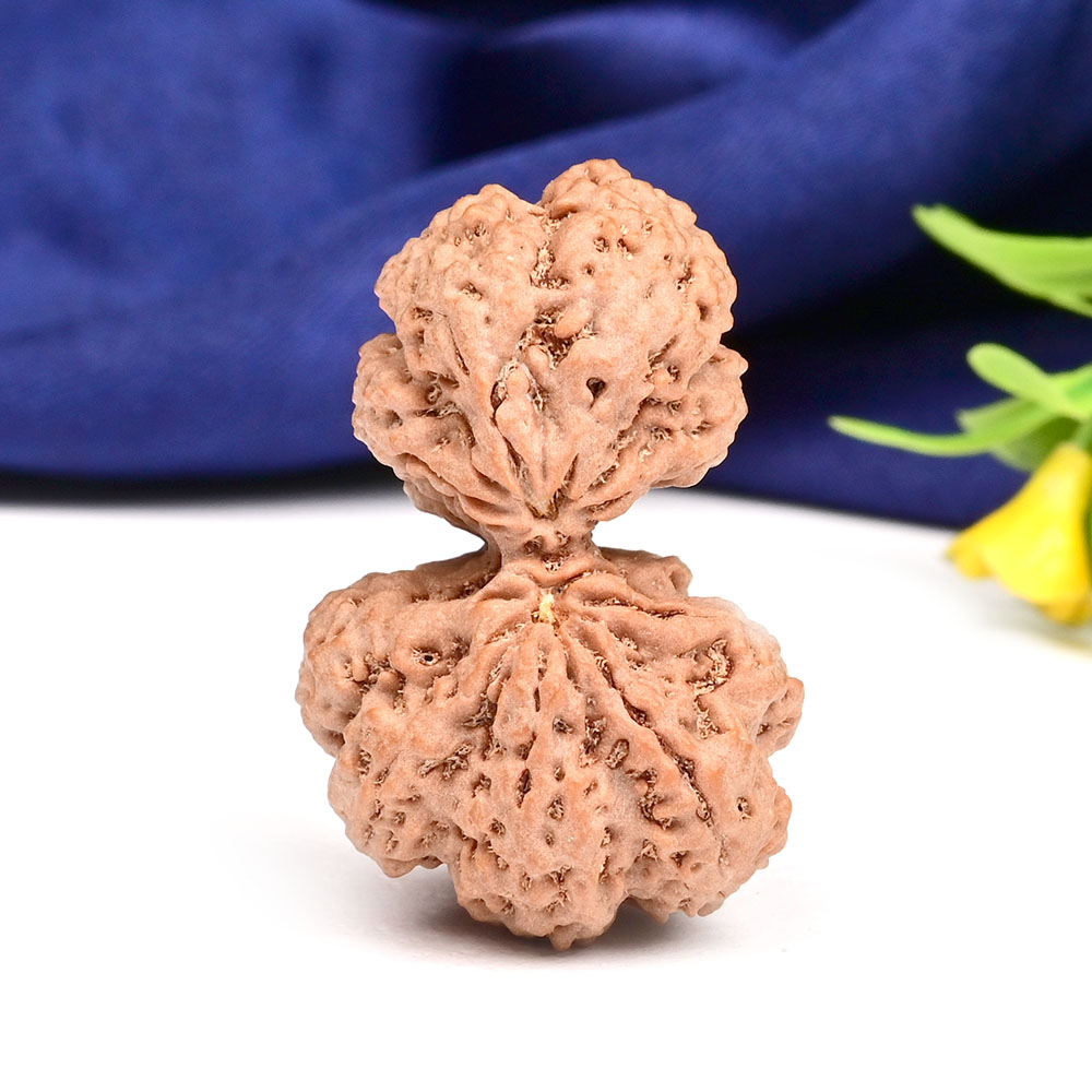Gauri Shankar 9 Mukhi Large from Nepal - XVIII