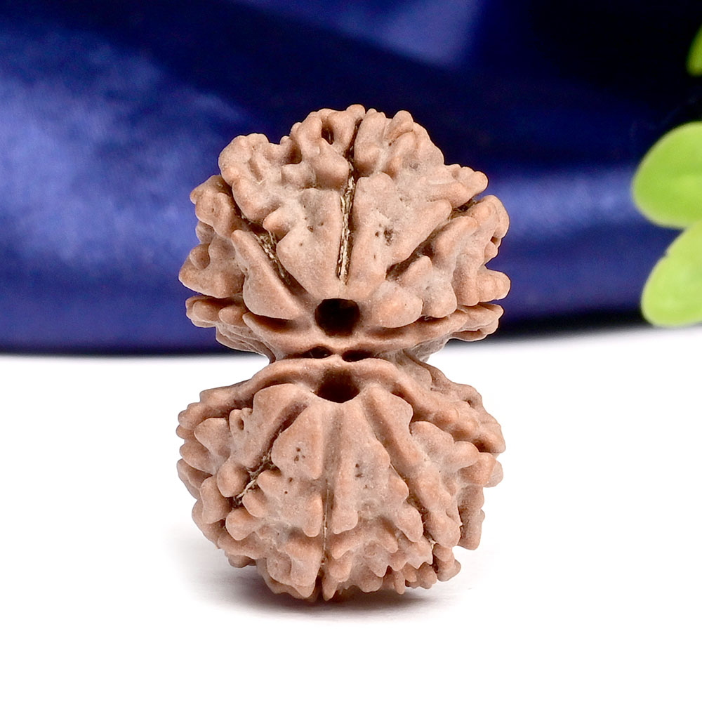 Gauri Shankar 10 Mukhi from Nepal - XLIII