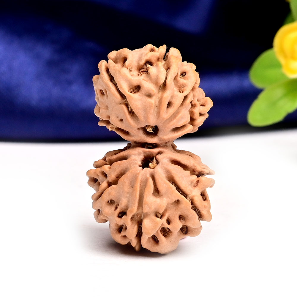 Gauri Shankar 10 Mukhi from Nepal - XLIV