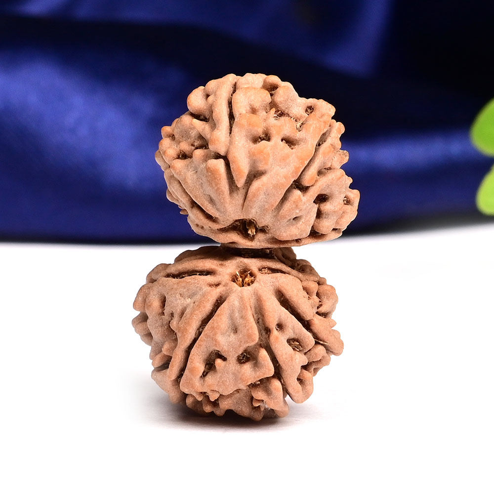 Gauri Shankar 10 Mukhi from Nepal - XLVI